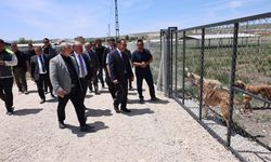 Valilikten Örnek Adım: Sahipsiz Hayvanlar Güvende