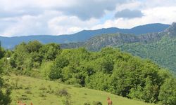 Yenice Yaylalarında Yılkı Atlarının Büyüleyici Dansı