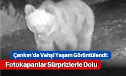 Çankırı’da Vahşi Yaşam Görüntülendi: Fotokapanlar Sürprizlerle Dolu