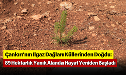 Çankırı’nın Ilgaz Dağları Küllerinden Doğdu: 89 Hektarlık Yanık Alanda Hayat Yeniden Başladı