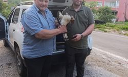 Doğada Yaralı Bulunan Şahin Koruma Altına Alındı