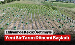Eldivan’da Kekik Üretimiyle Yeni Bir Tarım Dönemi Başladı