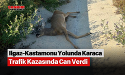 Ilgaz-Kastamonu Yolunda Karaca Trafik Kazasında Can Verdi