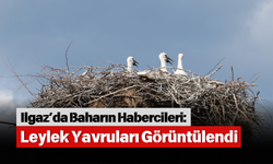 Ilgaz’da Baharın Habercileri: Leylek Yavruları Görüntülendi