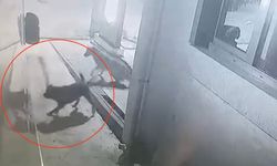 Köpeklerin saldırısı kamerada: Karavanın tamponu parçalandı!