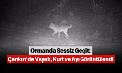 Ormanda Sessiz Geçit: Çankırı’da Vaşak, Kurt ve Ayı Görüntülendi