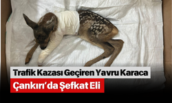 Trafik Kazası Geçiren Yavru Karaca Çankırı’da Şefkat Eli