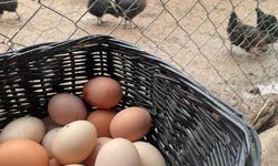 Türkiye’de Yumurta Üretimi Alarm Veriyor