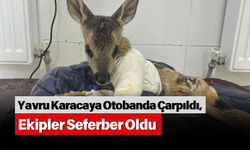Yavru Karacaya Otobanda Çarpıldı, Ekipler Seferber Oldu