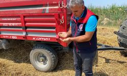 Yeni Sezonun İlk Buğdayı Sarayköy’den Biçildi