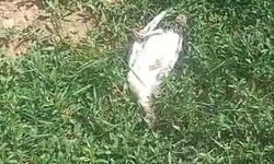 Ağrı'da Başıboş Köpekler 25 Kanatlı Hayvanı Telef Etti