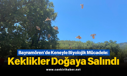 Bayramören’de Keneyle Biyolojik Mücadele: Keklikler Doğaya Salındı