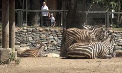 Bursa Hayvanat Bahçesi’nde Zebra Sevinci