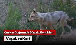 Çankırı Doğasında Sürpriz Konuklar: Vaşak ve Kurt