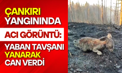 Çankırı Yangınında Acı Görüntü: Yaban Tavşanı Yanarak Can Verdi