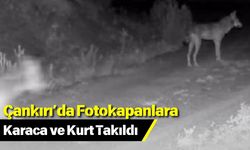 Çankırı’da Fotokapanlara Karaca ve Kurt Takıldı