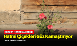 Ilgaz’ın Renkli Güzelliği: Hatmi Çiçekleri Göz Kamaştırıyor