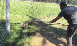 Kastamonu’da Kale Filesine Sıkışan Tilki Kurtarıldı