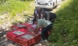 Keneyle Doğal Mücadele: 1.400 Keklik Salındı