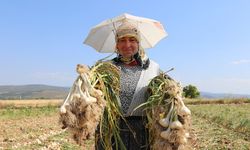 Taşköprü Sarımsağı Hasadında Kadın İşçilerin Sıcakla Mücadelesi