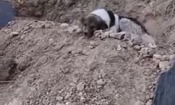 Vefat Eden Gencin Mezarından Ayrılmayan Sadık Dostu Yürek Burktu
