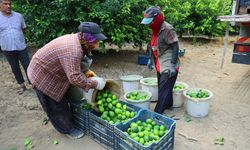 Adana’da Limon Hasadı Başladı: Fiyatlarda Düşüş Umudu