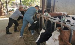 Bozdoğan’da Hastalıktan Ari İşletmelere Sıkı Denetim