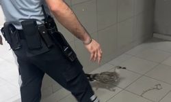 Bursa Hastanesinde Acil Serviste Kanatlı Misafir: Martı Ortalığı Karıştırdı