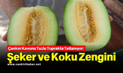 Çankırı Kavunu Tuzlu Toprakta Tatlanıyor: Şeker ve Koku Zengini