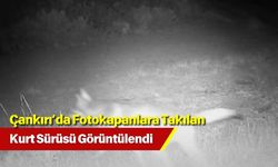 Çankırı’da Fotokapanlara Takılan Kurt Sürüsü Görüntülendi