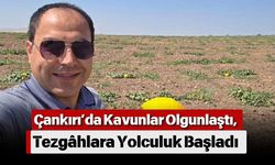 Çankırı’da Kavunlar Olgunlaştı, Tezgâhlara Yolculuk Başladı