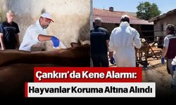 Çankırı’da Kene Alarmı: Hayvanlar Koruma Altına Alındı