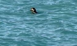Çatalzeytin’de Sıcaktan Bunalan Köpekler Denizde Serinledi