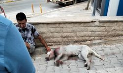 Denizli’de Hamile Köpeğe Tüfekli Saldırı: Şahıs Tutuklandı