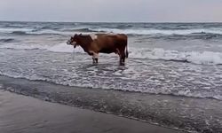 Hatay’da Sıcaktan Bunalan İnek Denize Girerek Serinledi