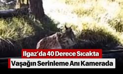 Ilgaz’da 40 Derece Sıcakta Vaşağın Serinleme Anı Kamerada
