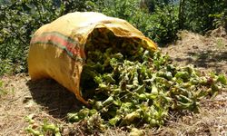Karadeniz’in Altın Fındığında Hasat Sevinci Sahil Kesimlerinde Toplama Başladı