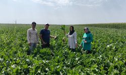 Karapınar’da Baharlık Ürünlerde Bitki Gelişimi Yerinde İncelendi