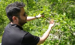 Kastamonu Üniversitesi, Rusya’dan Gelen Alerjik Ambrosia Polenini Tespit Etti