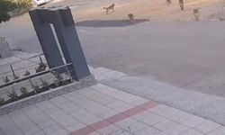 Osmangazi’de Vatandaşlar Köpek Saldırısından Canlarını Zor Kurtardı