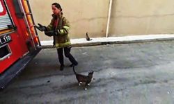 Safranbolu’da Balkonda Mahsur Kalan Kedi İtfaiye Ekiplerince Kurtarıldı