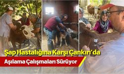 Şap Hastalığına Karşı Çankırı’da Aşılama Çalışmaları Sürüyor