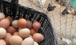 Yumurta Fiyatları Yeniden Yükselişte: 30’lu Koli 170 TL’ye Dayandı