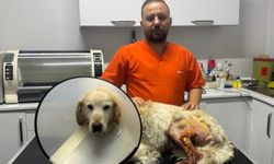 Zonguldak’ta 13 Yaşındaki Köpeğin Ayağından Hentbol Topu Büyüklüğünde Kitle Alındı