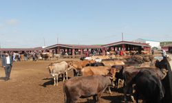 Ağrı Canlı Hayvan Borsası 10 Eylül’de Yeniden Açılıyor