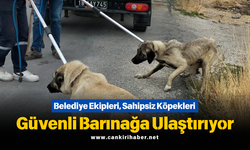 Belediye Ekipleri, Sahipsiz Köpekleri Güvenli Barınağa Ulaştırıyor