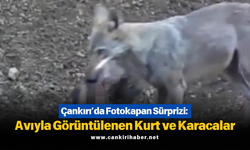 Çankırı’da Fotokapan Sürprizi: Avıyla Görüntülenen Kurt ve Karacalar