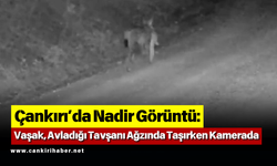 Çankırı’da Nadir Görüntü: Vaşak, Avladığı Tavşanı Ağzında Taşırken Kamerada