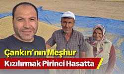 Çankırı’nın Meşhur Kızılırmak Pirinci Hasatta