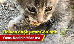 Eldivan’da Şaşırtan Görüntü: Yavru Kedinin Yılan Avı